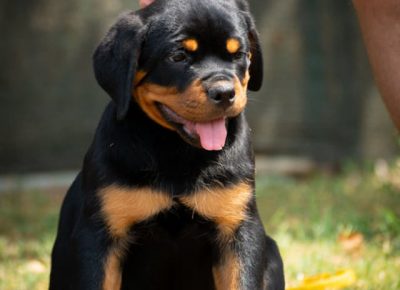 ROTjanjic71626385037