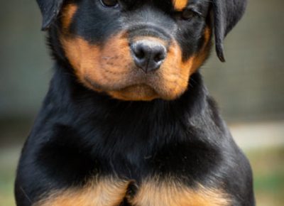 ROTjanjic91626385036