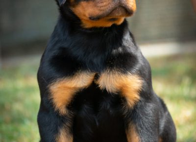 Rotjanjic41626385037