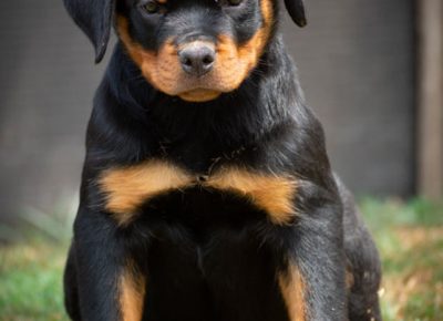 Rottjanjic31626385037