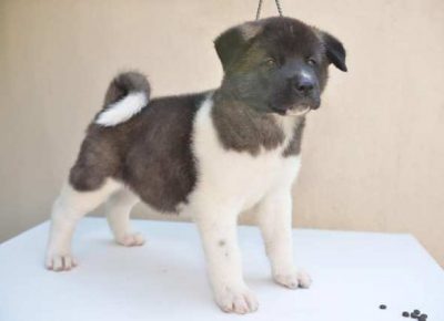 americkaakita011626872797