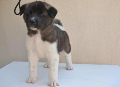 americkaakita021626872799