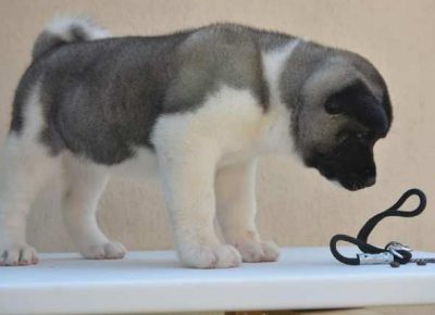 americkaakita031626872799