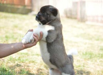 americkaakita081626872798