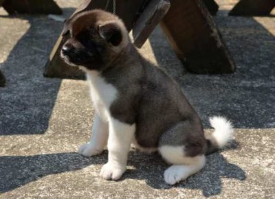 americkaakita091626872798