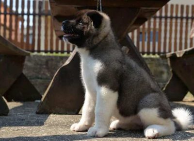 americkaakita101626872798