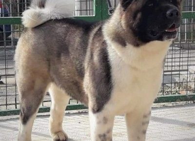 americkaakita15otac1626872799