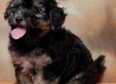 havanskibison011627169055