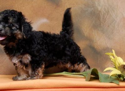 havanskibison021627169055