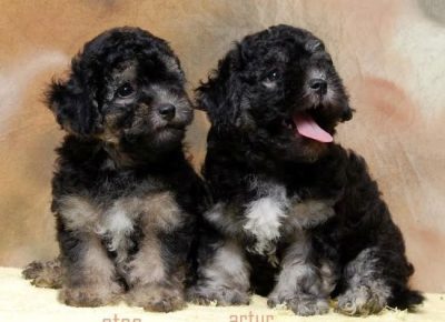 havanskibison031627169056