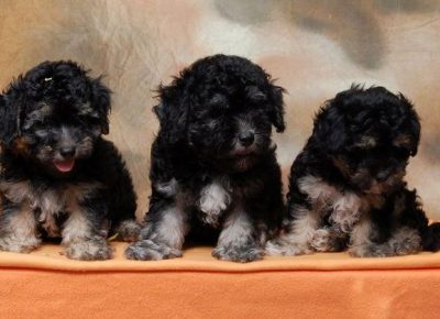 havanskibison041627169057