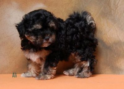 havanskibison051627169056