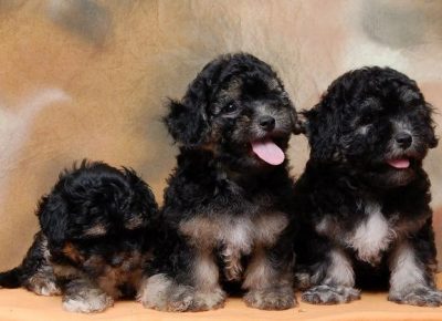 havanskibison061627169055