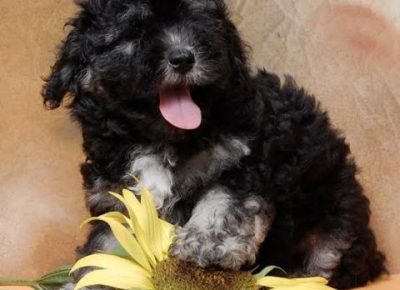 havanskibison071627169056