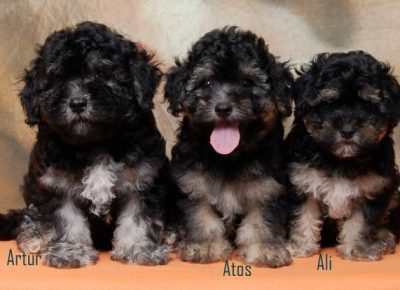 havanskibison091627169055