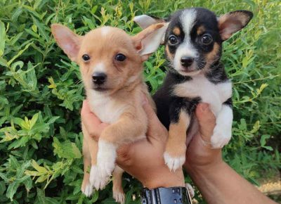 imikročiaca11626342521