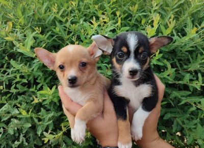 mikročiaca21626342521