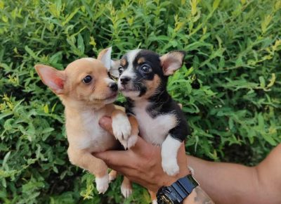 mikročiaca31626342521