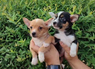 mikročiaca51626342522