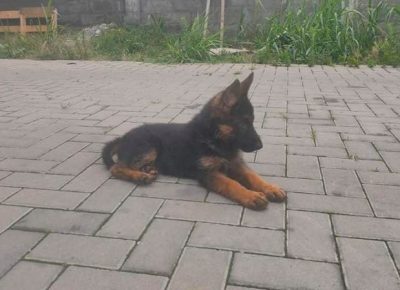 nemackiovcar011627141964