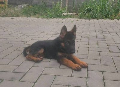 nemackiovcar091627141966