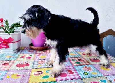 viberimage202106212029401625592305