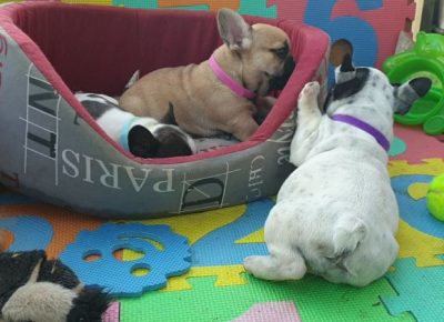 viberimage202107031326341625394356