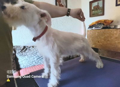 viberimage202107051554504511625592177