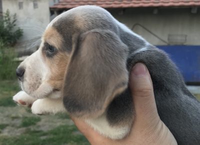 viberimage202107200834514571626786712