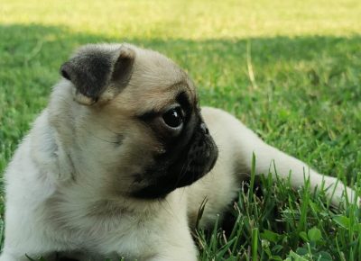 viberimage202107270822078011627408962