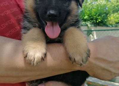 viberimage202107301746544701627669406