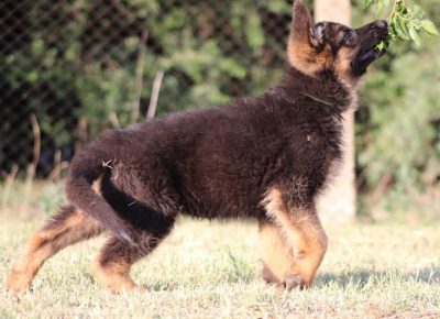 10Nemačkiovčar1628926711