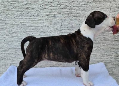 1Americkistafordskiterijer1630000907