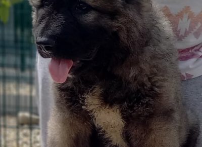 1CaucasianShepherd1628238384