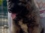 1CaucasianShepherd1628238384