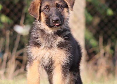 1Nemačkiovčar1628926700