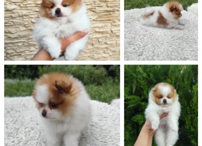 22136720317412039696022986023453317576751121n1627845666