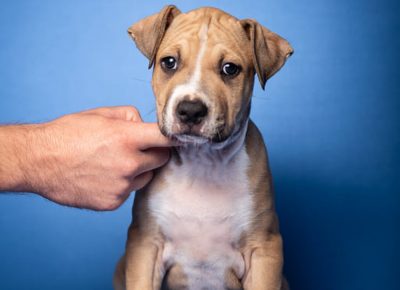 2270848783303634121435688387588625347226676n1629837464