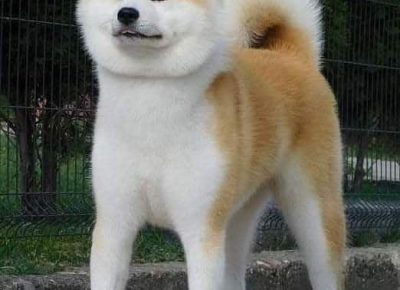 2382102184270720386546385778435175909214675n1629380743