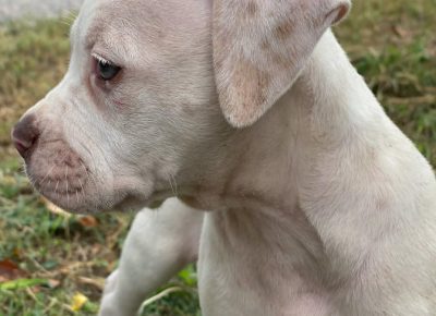 2391342331812006007738792862579471832476101n1630068885