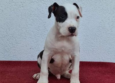 2Americkistafordskiterijer1630000908