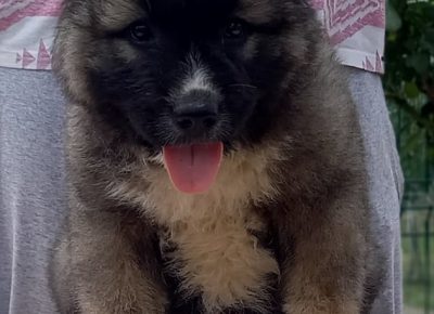 2CaucasianShepherd1628238383