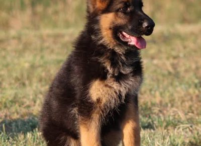 2Nemačkiovčar1628926711