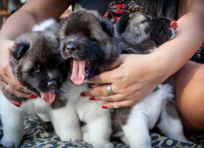 2americanakita1629488901