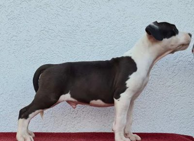 3Americkistafordskiterijer1630000907