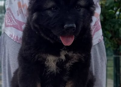 3CaucasianShepherd1628238384