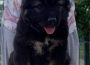 3CaucasianShepherd1628238384