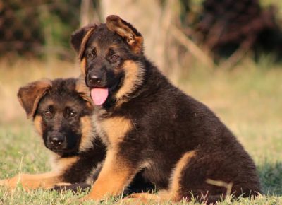 3Nemačkiovčar1628926711