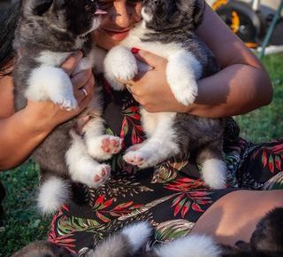 3americanakita1629488901