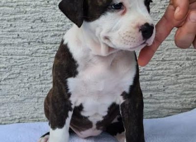 4Americkistafordskiterijer1630000907